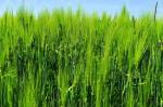 barley-grass